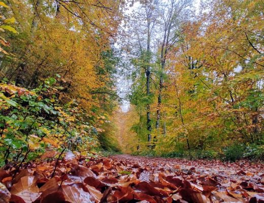 Selva de Irati en Otoño